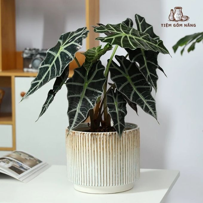 Chậu gốm sứ men hỏa biến hình trụ.